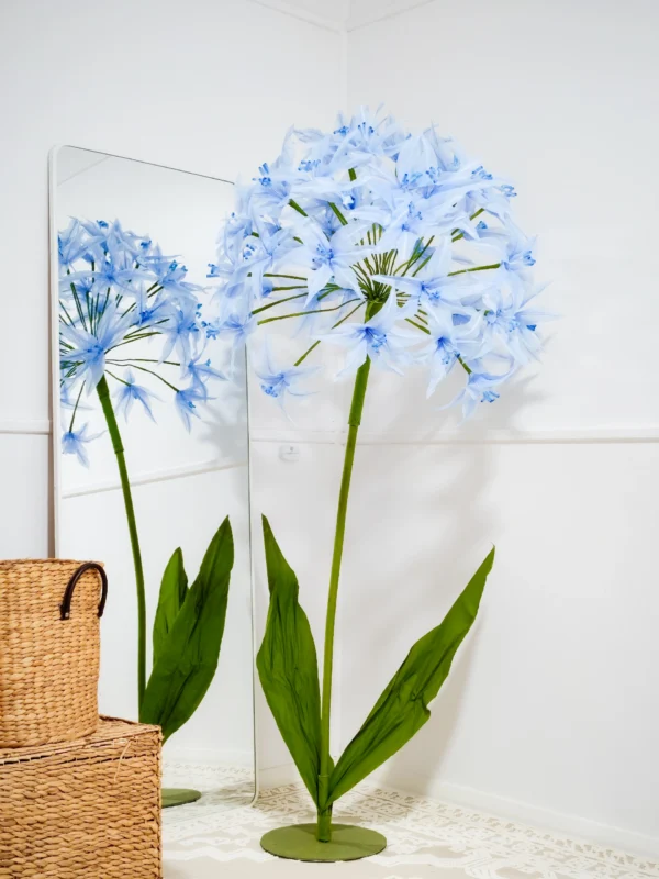 Agapanthus