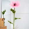 Anemone