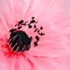 Anemone