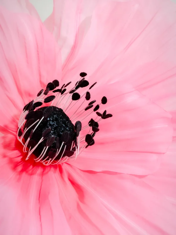 Anemone
