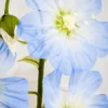 Blue Flax
