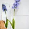 Camassia