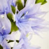 Camassia
