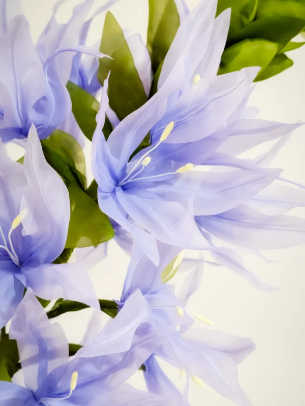 Camassia