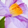Clematis