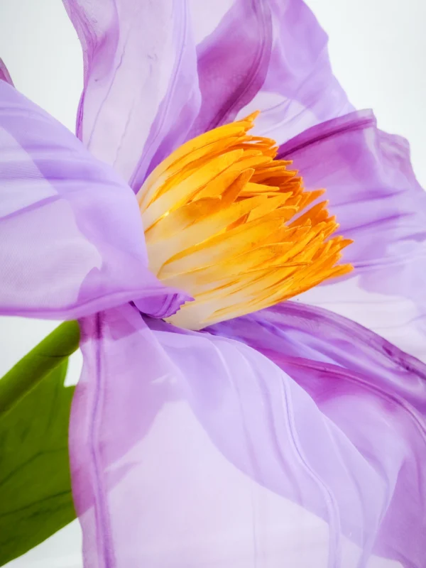 Clematis