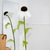 Coneflower