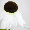 Coneflower