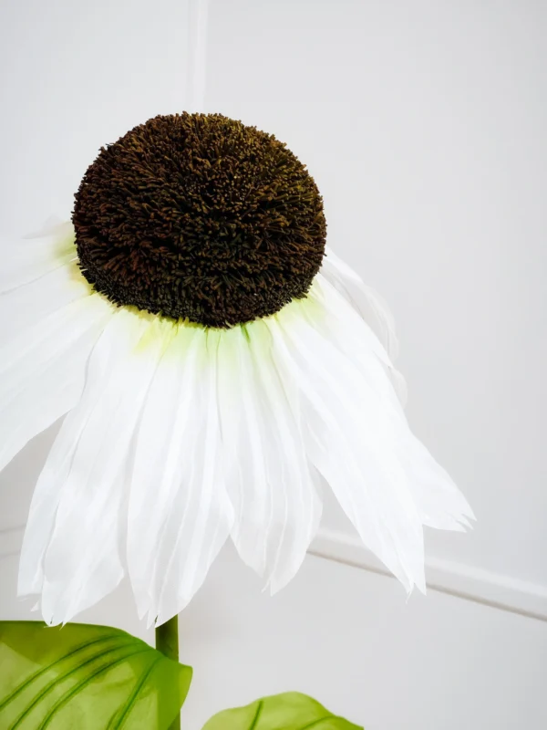 Coneflower
