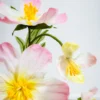 Cosmos