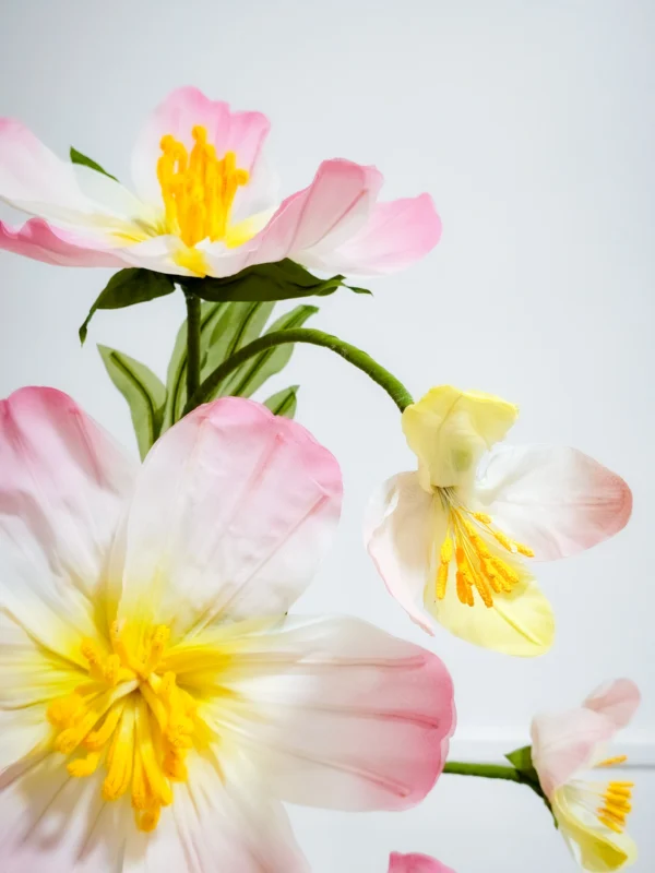 Cosmos