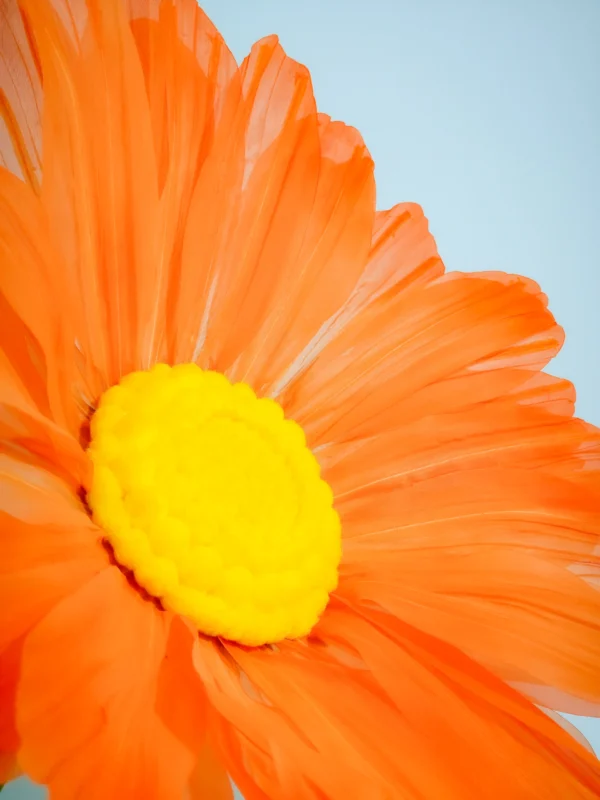 Daisy