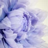 Double Peony