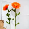 Iceland Poppy
