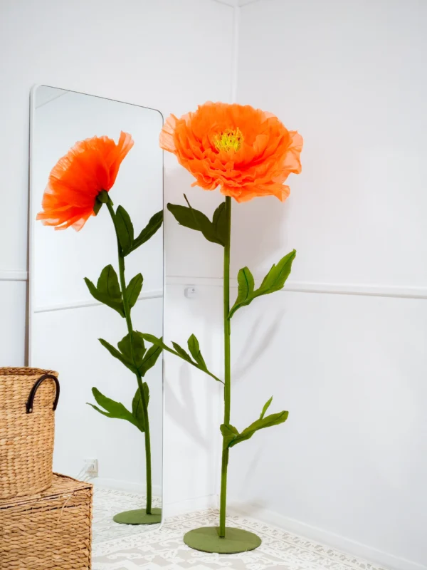 Iceland Poppy