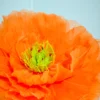 Iceland Poppy