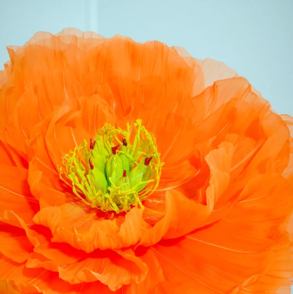 Iceland Poppy