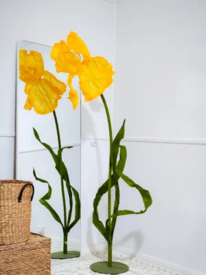 Iris