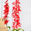 Orchid