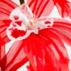 Orchid