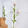 Osbeckia