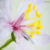 Osbeckia