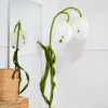 Snowdrop