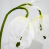 Snowdrop