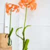 Spider Lily