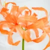 Spider Lily