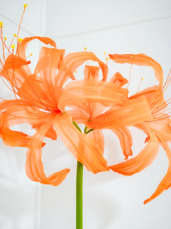 Spider Lily