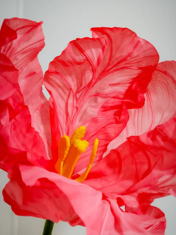 Tulip