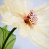 Yellow Cosmos
