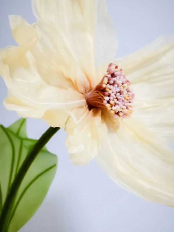 Yellow Cosmos