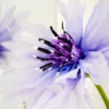 Bachelor’s Button