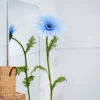 Gerbera Daisy