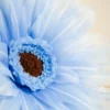 Gerbera Daisy