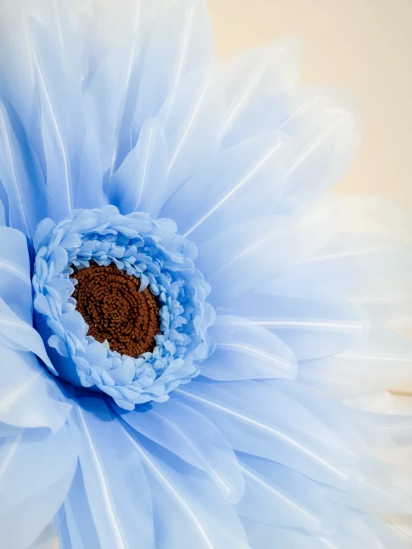 Gerbera Daisy