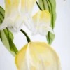 Yellow Solomon’s Seal